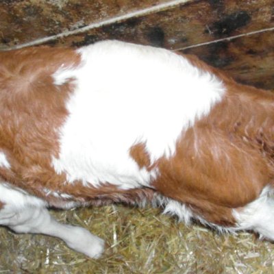 Fleckviehkalb weiblich Vater Wobbler