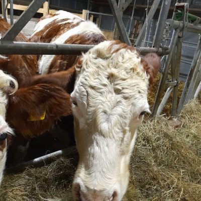 Zu verkaufen tragende Fleckviehkühe
