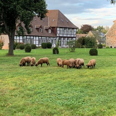 Braunes Bergschaf Zuchtbock (8/8/7)