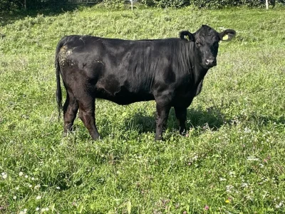 Aberdeen Angus Zuchtstier