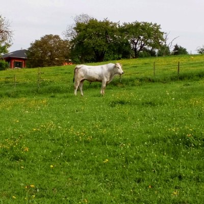 Chianina Bulle