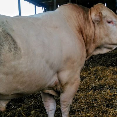 Blonde d‘Aquitaine *Kälber - Rinder - Bullen*