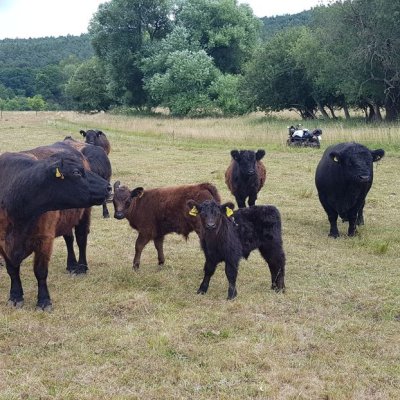Bullen, Kühe mit Kälbern Färsen 