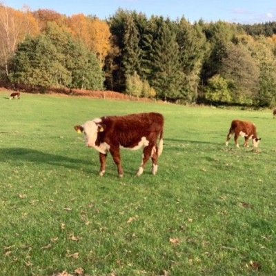Hereford weibl. Absetzer Bio