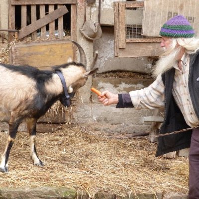 Junger brauner Ziegenbock