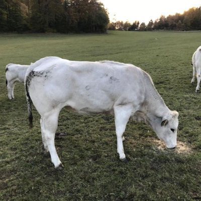 Piemonteser Färsen und Absetzer genetisch hornlos aus EU-Bio-Betrieb