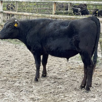 Wagyu Jungbulle zu verkaufen 