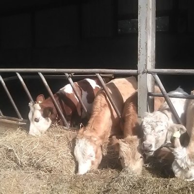 Absetzer,Fresser, Futterbullen