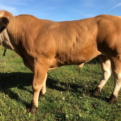 Führiger Zuchtbulle Blonde d Aquitaine zu verkaufen 