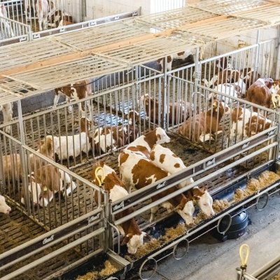 Fleckvieh-Fresser aus Gruppen bis 600 Tieren aus einem Betrieb 