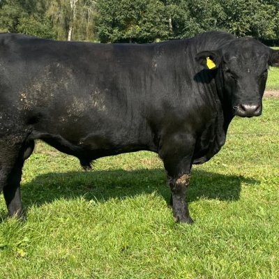 Aberdeen Angus Zuchtbullen