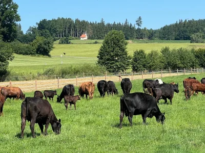 Angus Mutterkühe mit Kalb bei Fuß