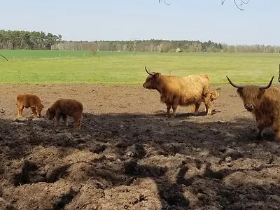 Highland Cattle Absetzer - Bild 7