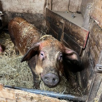 Duroc Zuchtsau