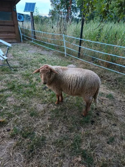 Coburger Fuchsschaf Böcke aus Herdbuchzucht