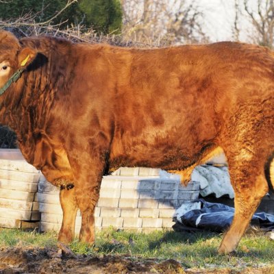Limousin HB Deckbulle PP*