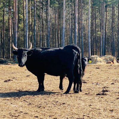 ** Rind / Dexter / Mutterkuh / Kalb **