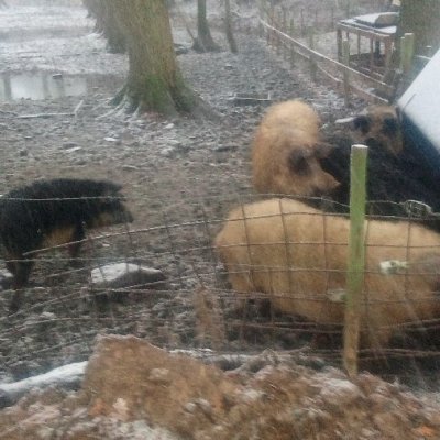 suche wollschwein, götthinger schwein