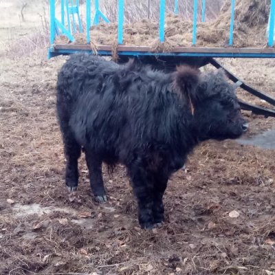 Galloway Absetzer zu verkaufen 