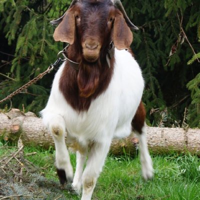 reinrassiger Burenziegenbock, mit kalahari red Blut, 15 Monate