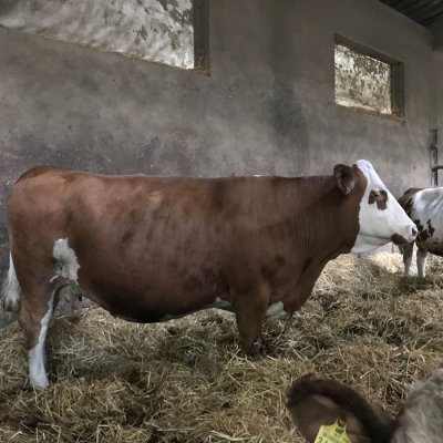 Fleckvieh Mutterkühe mit Kalb, Bio 