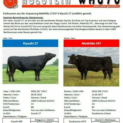 Wagyu 100% Fullblood Embryonen - 10er Start-Paket