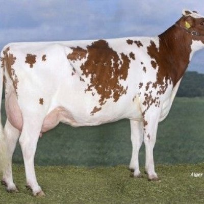 Interessante Holstein Friesian Jungrinder zur Zucht zu verkaufen