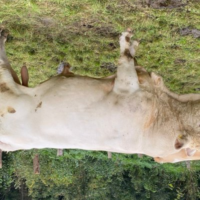 Charolais Deckbulle