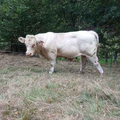 Charolais HB Jungbulle 