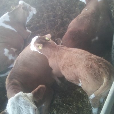 Image 6