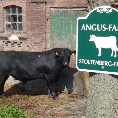 Deutsche Angus Bullen