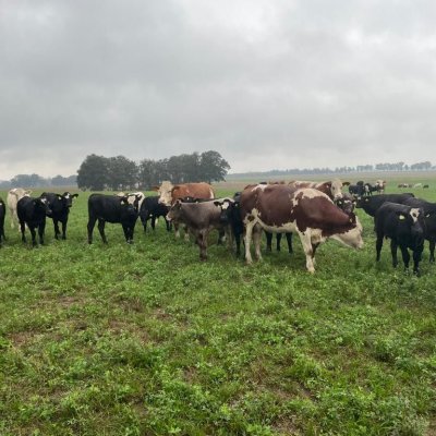 27 Wagyu Bio-Tiere weibliche Absetzer F1 Wagyu x Milchfleckvieh 