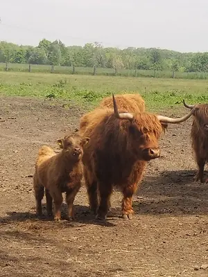 Highland Cattle Absetzer - Bild 2