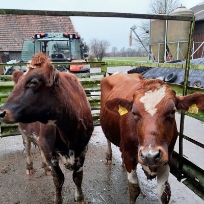 Tragende Rinder / Färsen Holstein Rotbunt