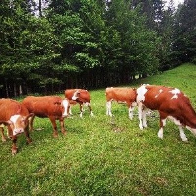 Rinder mit Bio-Zertifikat