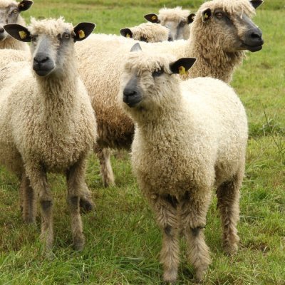 Wensleydale Schafe aller Altersgruppen