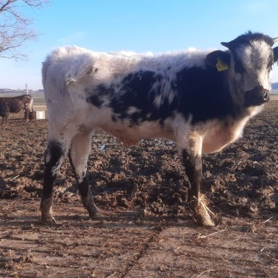 Texas Longhorn Bio Bullenkälber