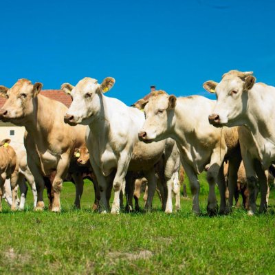 Blonde d´Aquitaine Genetisch Hornlos Weiblich und Männlich
