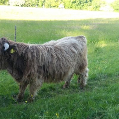 Highland Cattle Bullen