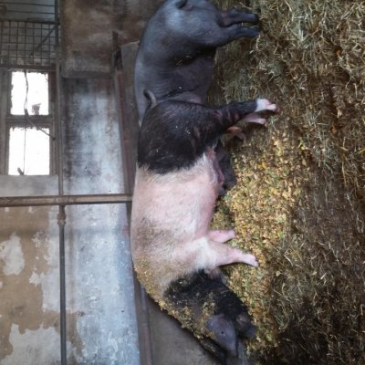 Sattelschweineber 