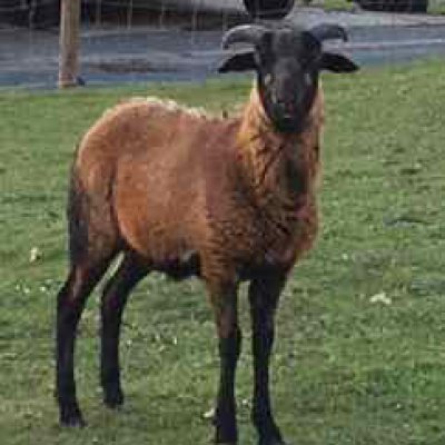 Barbados Black Belly Jungbock