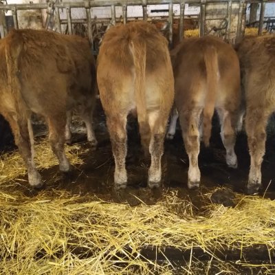 Gen. Hornlose Limousin Deckbullen 