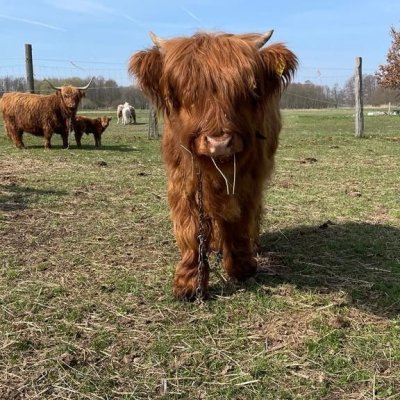 Highlanderfärse zu verkaufen