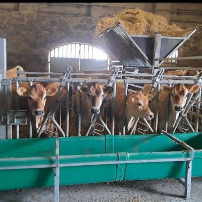 Jersey Färsen Bio Herdbuch 