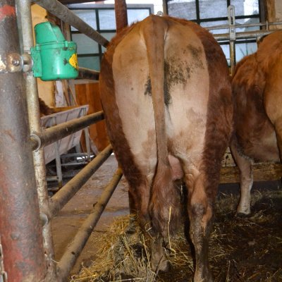 Limousin HB-Bulle