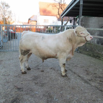 Charolaisbullen hornlos