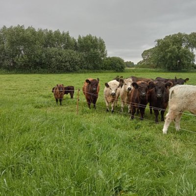 Bio-Galloway-Rinder