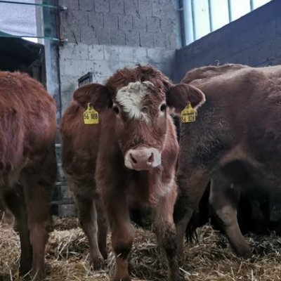 3 Bullen abzugeben (hornlos/Bio) 