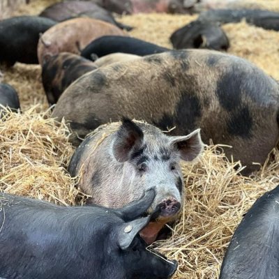 Iberico Schweine Duroc Mix 