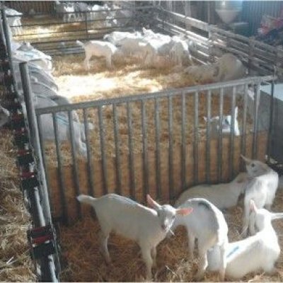 Ziegenbock, Saanen, Jungbock Anglo Nubier, Alpen  zu verkaufen